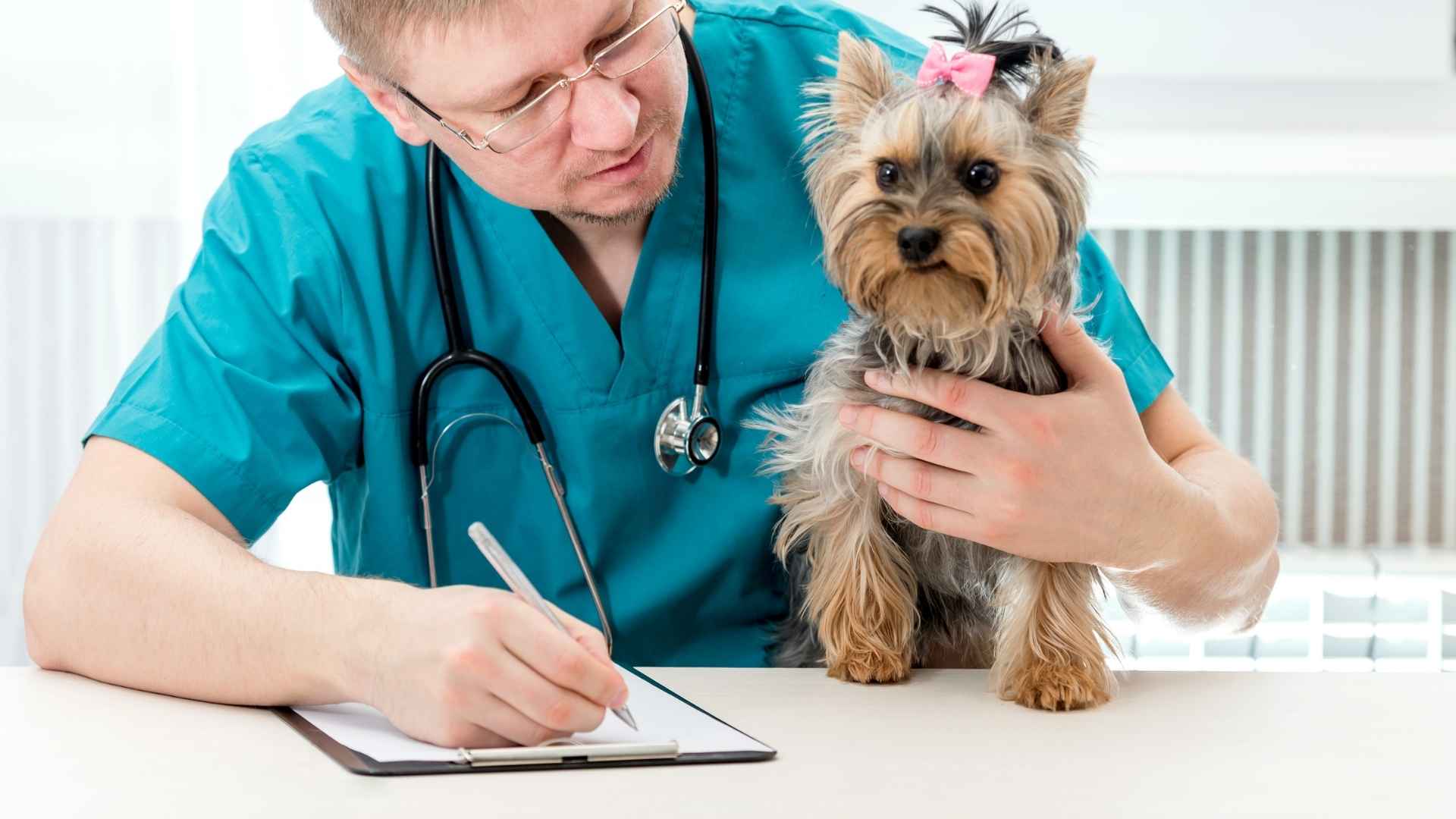 veterinario calculando la RER
